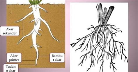 Fungsi Akar Pada Tanaman Wortel Adalah - Homecare24