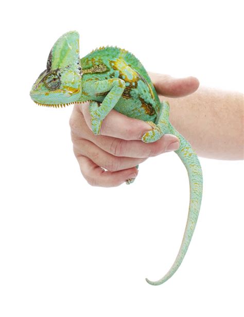 Veiled Chameleon Care Sheet - Reptiles Magazine