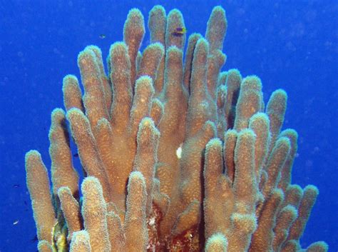 Pillar Coral - Dendrogyra cylindrus - Turks and Caicos - Photo 3 ...