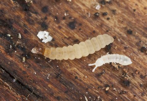 Little White Bugs In My House Plant Soil