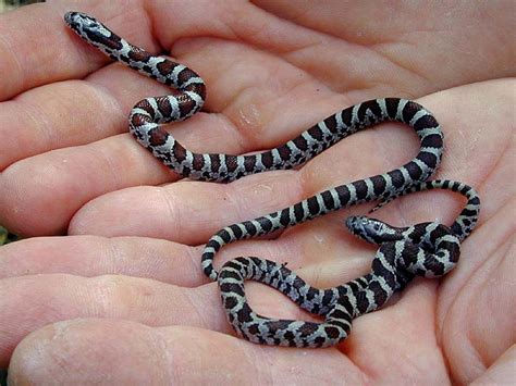 Eastern Milk Snake Facts, Size, Distribution, Habitat, and Pictures