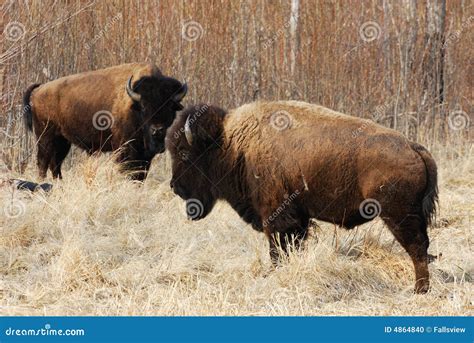 Wild Bison Herd Stock Photo - Image: 4864840