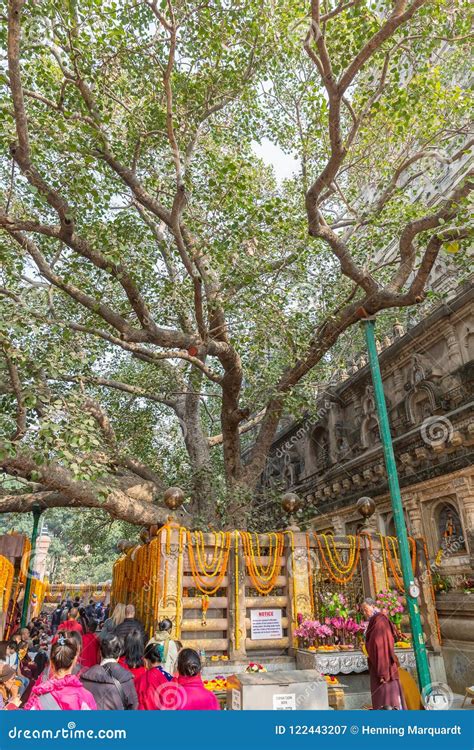 Bodhgaya, Bihar, India - 12.21.2017; Bodhi Tree at Mahabodhi Temple ...