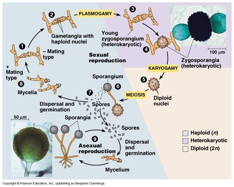 Zygomycota - microbewiki