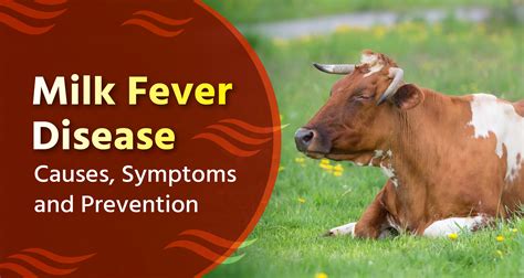 Milk Fever Disease: Causes, Symptoms, and Prevention