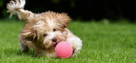 Do Dogs Actually Like Playing Fetch