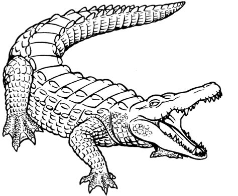 Crocodile Pictures To Print - Coloring Home