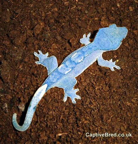 Blue Crested Gecko. No freakin way!! This has to be photo-shopped!?! If ...