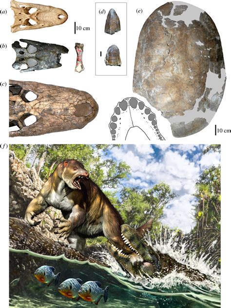 Ancient sloth found to have been bitten by ancient crocodile