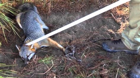 Releasing a grey fox from a leg hold trap - YouTube