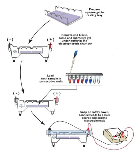 Agarose Gel Electrophoresis: Principle, Procedure, Results • Microbe Online