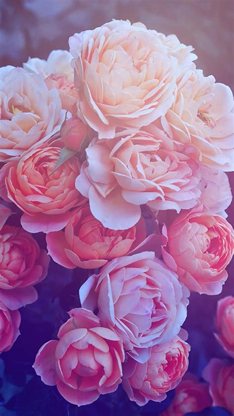 View Wallpaper Aesthetic Pink Roses Pics - New Wallpaper