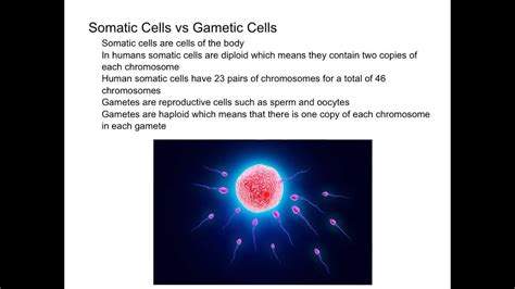 Somatic Cells vs Gametic Cells - YouTube