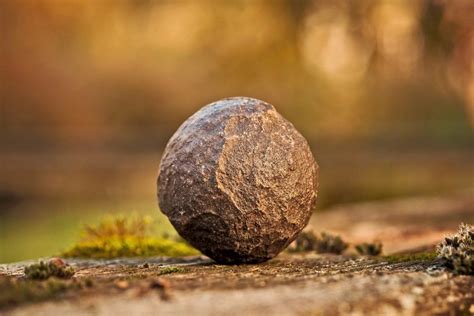 Free picture: circle, daylight, shape, stone, nature, wood, tree, landscape