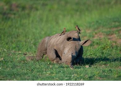 Baby White Rhino Seen On Safari Stock Photo 1922118269 | Shutterstock