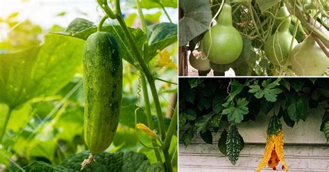 11 Different Types of Gourds in India {with Pictures} • India Gardening