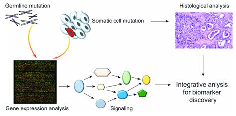 Integrated analysis of germline and somatic mutations. The mutation in ...