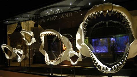 Newborn megalodon sharks were larger than most adult humans