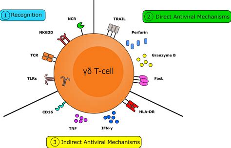 Gamma Delta T Cells Phenotype