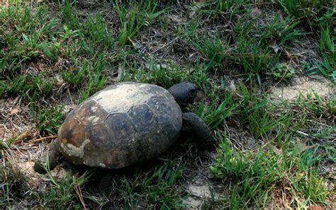 Gopher Turtle--5676 | The gopher tortoise (gopherus polyphem… | Flickr