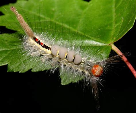 tussock caterpillar - meddic