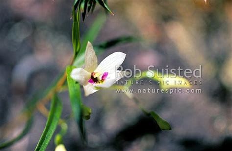 NZ native orchid (Winika cunninghamii). Used to be called Dendrobium ...