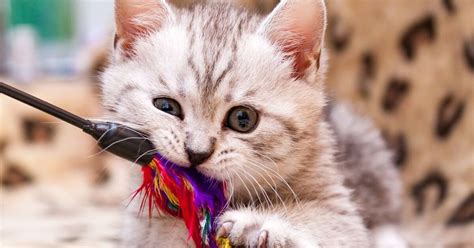 Best Feather Toys for Cats | PetGuide