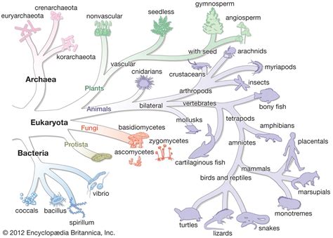 Archaea | Definition, Characteristics, & Examples | Britannica