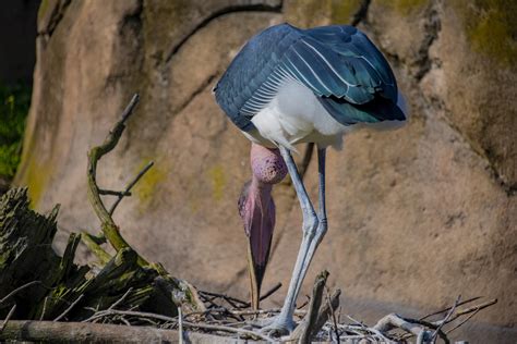 Stork Feeding Free Stock Photo - Public Domain Pictures