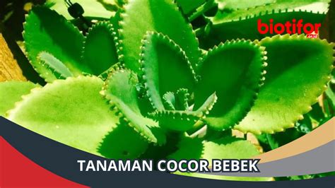 Tanaman Cocor Bebek: Tanaman Hias yang Menawan - Biotifor