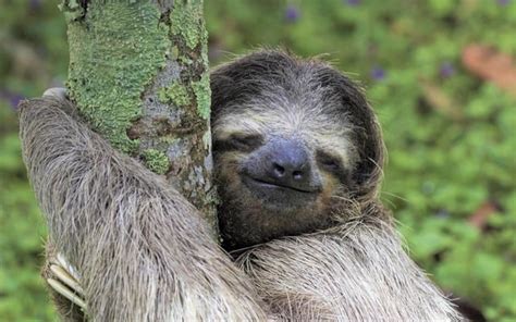 Happy sloth hugging his tree : r/aww