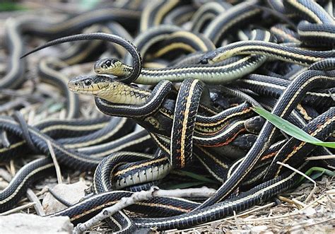 Garter snake habitat | Garter snake, Snake, Small snakes