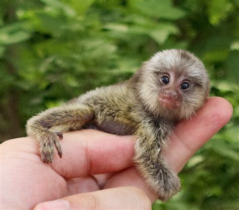 Pygmy Marmoset Facts, Baby, Habitat, Diet, Adaptations, Pictures