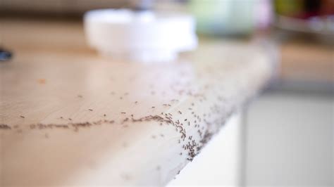 Seeing Moving Black Specks in the Kitchen? Why it May Be Sugar Ants and ...