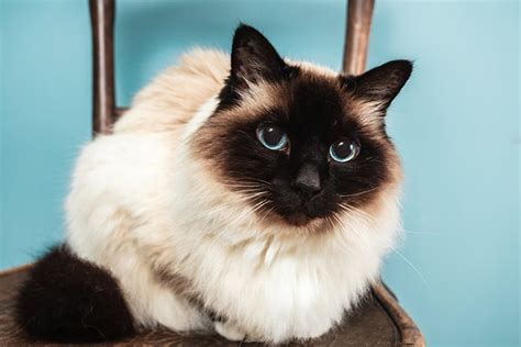 Get to Know the Birman: A White-Booted Beauty of a Cat Breed With a ...