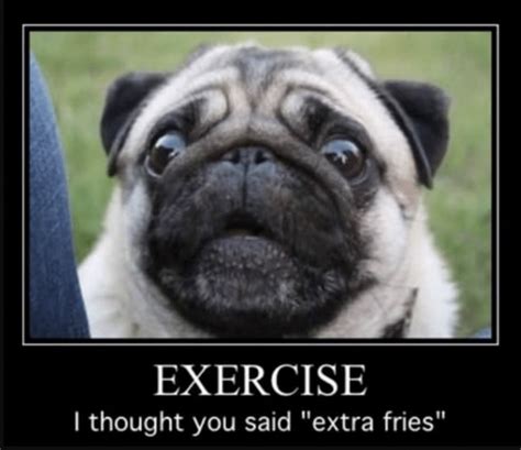 48 Best Pug Jokes & Puns (From Around the Internet)