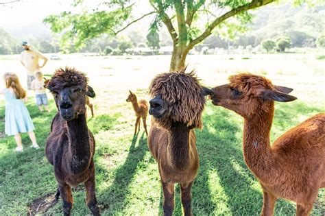 Mountview Alpaca Farm Review - Brisbane Kids