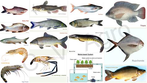 Fish Farming - C V Agro