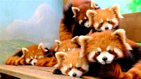 Red Panda Cubs