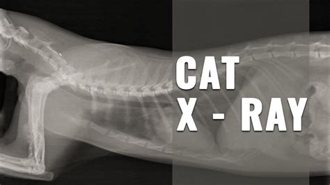 Every Thing You Must Know About Cat X Ray - Petmoo