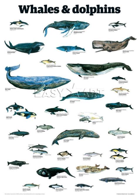 A poster showing cetaceans mammals adapted to exclusive oceanic life ...