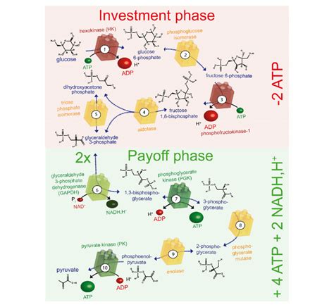 Glycolysis Steps With Enzymes