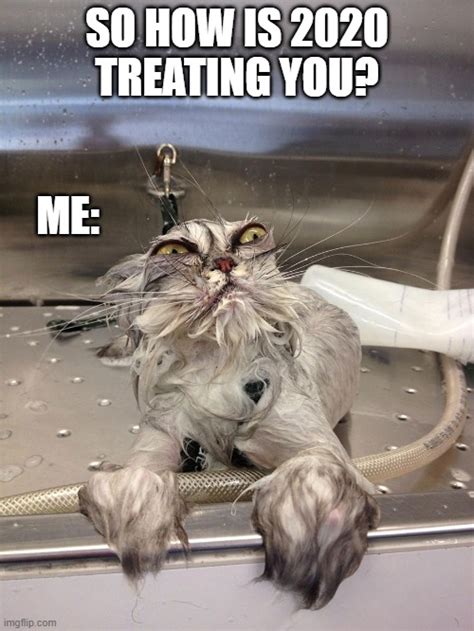 Frazzled Cat Meme - Captions Profile