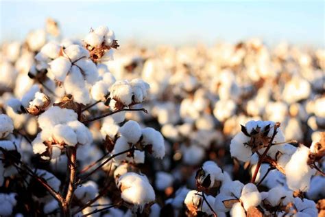 White Raw Cotton Kapas, For Spinning at Rs 8000/quintal in Raichur | ID ...