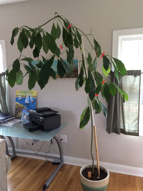 fruit trees - How should I prune a large indoor avocado plant ...