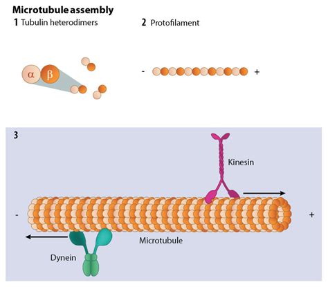 What are microtubules? - Mechanobiology Institute, National University ...