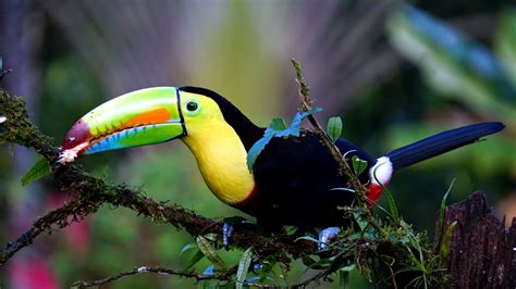 Free picture: toucan bird, rain forest, animal