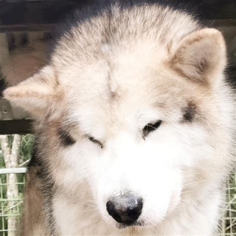 9 Alaskan Malamute Colors That Will Take Your Breath Away