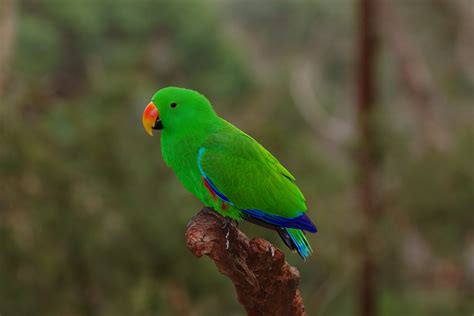 Male Eclectus Parrot — Weasyl