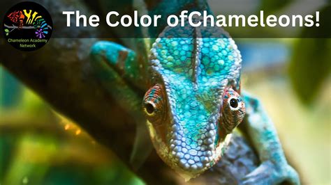 Chameleons and their Colors - Chameleon Academy